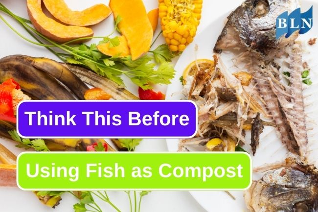 4 Things To Consider Before Using Fish Scraps As Compost